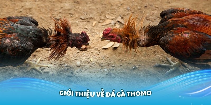 Giới thiệu về đá gà Thomo trực tiếp tại Kubet88